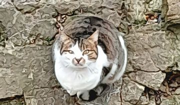 ������ ������ �� �������� ����� ��������� �������������� �������� ������ � �������