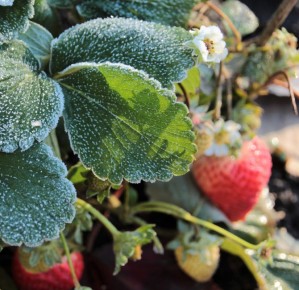 ���� �� 1 ��� ����� ����� ����� �������� �� ���� ������������ �� ��� ������� ����������