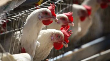 При ввозе домашней продуктивной птицы для личного подсобного хозяйства предоставление ветеринарно-санитарного разрешения обязательно