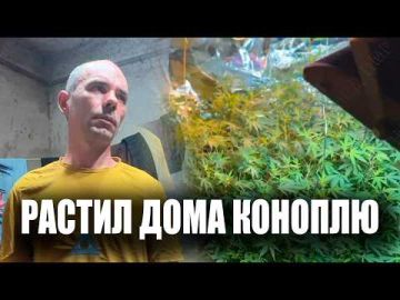 В обычной квартире в Дубоссарском районе оперативники нашли настоящую мини-плантацию