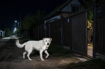 Хвостатый соучастник. Столичные оперативники нашли вора по собаке