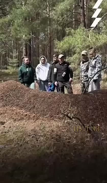 Алтайские муравьи побили рекорд, построив десятиметровый муравейник: