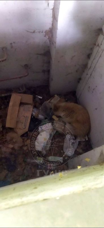 В Рыбнице спасатели ночью пришли на помощь маленькой собаке, которая забралась погреться в приямок на территории больницы и не смогла выбраться обратно