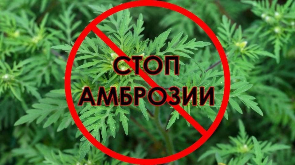 В Республике приступили к проверке территорий на наличие амброзии полыннолистной