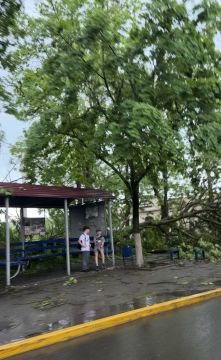 Большое дерево рухнуло рядом с остановкой «Пельменная»