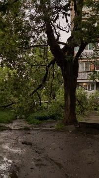 На Бородинке тоже упали деревья – никто не пострадал, машины не задело