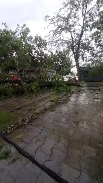 Дерево рухнуло в районе Верховного Совета