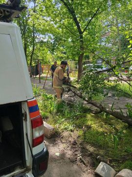 В Рыбнице из-за сильного ветра большие ветки упали на тротуар и проезжую часть