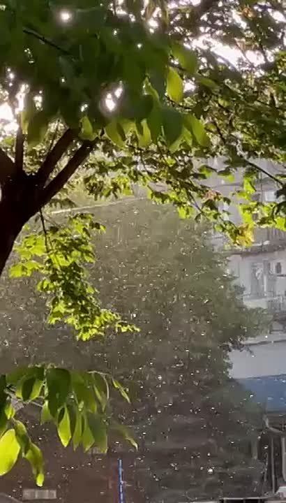 Тополиный пух в Тирасполе