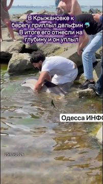 В Одессе дельфин приплыл прямо к берегу