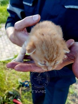 Рыжего котенка достали из старой ивы спасатели в Рыбнице