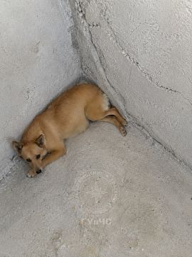 Будущая мама попала в ловушку