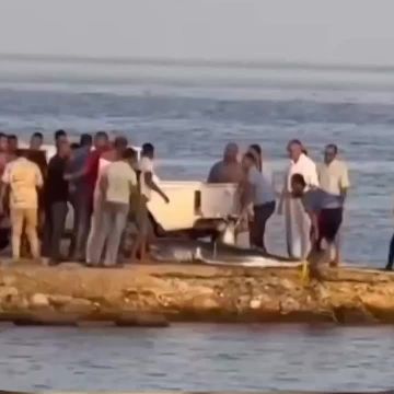 В Египте отменили все морские экскурсии после нашествия акул у пляжей Хургады, Шарм-эль-Шейха и Эль-Кусейра
