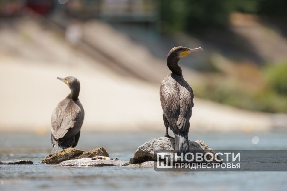 Начало лета будет в Приднестровье нежарким – плюс 20–23 градуса