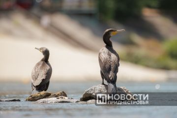 Начало лета будет в Приднестровье нежарким – плюс 20–23 градуса