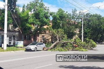 Сильный ветер валит деревья в Тирасполе