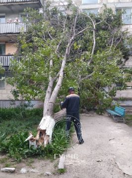 Накануне дерево упало на подъезд жилого дома в Слободзее