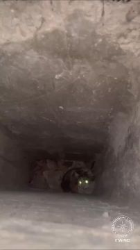 Спасение кота – логическая задача