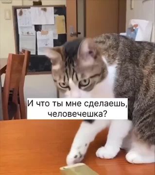 Из рубрики «Это интересно»: Кошки сбрасывают предметы со столов не случайно, а с определенной целью