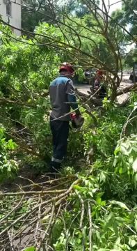 Вчера днём в переулке Чкалова в столице на проезжую часть и тротуар упало дерево