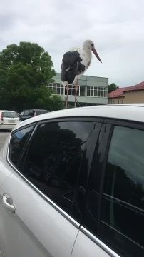 Аист из Рыбницы понял, что больше привлекает внимание, когда сидит на крышах персональных автомобилей