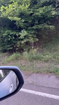 Медведи напали на трёх туристов на Трансфэгэрашском шоссе в Румынии