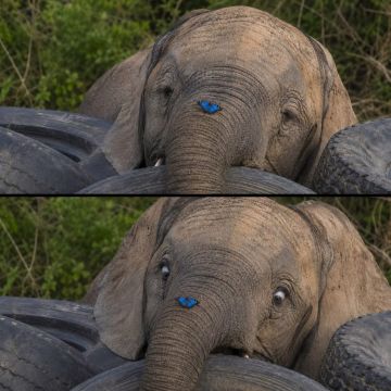 Американского фотографа специально жёстко подставили — выделили самое неудачное время для съёмки слонов, чтобы он проиграл