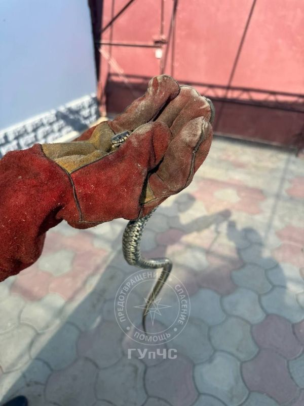 А в Суклее столичные спасатели избавили жителей от нежданного гостя — в дом заползла змея