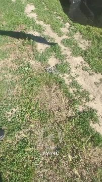 Спасатели пришли на помощь необычным гостям