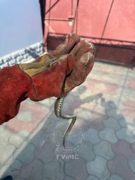 А в Суклее столичные спасатели избавили жителей от нежданного гостя — в дом заползла змея