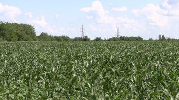 В Дубоссарском районе ждут высокий урожай зерновых