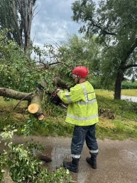 На Ближнем Хуторе дерево рухнуло на проезжую часть