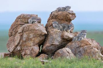 В Монголии фотографу крупно повезло: он смог снять целое семейство манулов