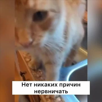 Наука разрушила миф: коты не помогают снизить уровень стресса