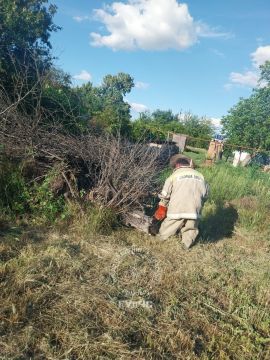 Рой агрессивных шершней поселился в Слободзее на территории частного дома на улице Комарова