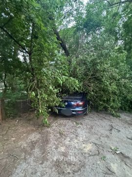 В Тирасполе дерево придавило «Фольксваген»