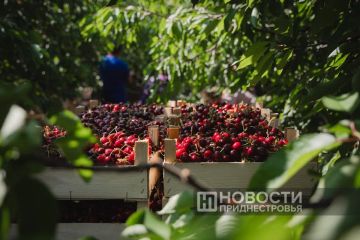 67 тонн черешни, 47 тонн вишни, 109 тонн клубники собрали в этом году в Приднестровье