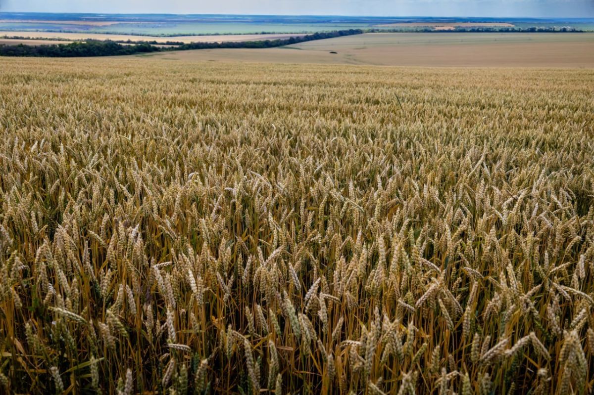 Григориопольский комбинат хлебопродуктов готовится к уборке урожая