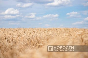 Хороший урожай пшеницы прогнозирует в этом году Минсельхозприроды — 350 тысяч тонн