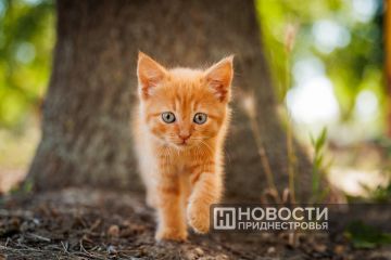 Жизнерадостное приднестровское лето – с уличными музыкантами, котиками и не только