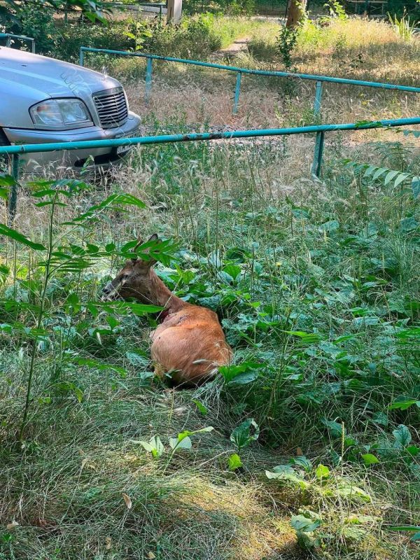 Спасли косулю. В г. Бендеры люди заметили во дворе жилых домов косулю