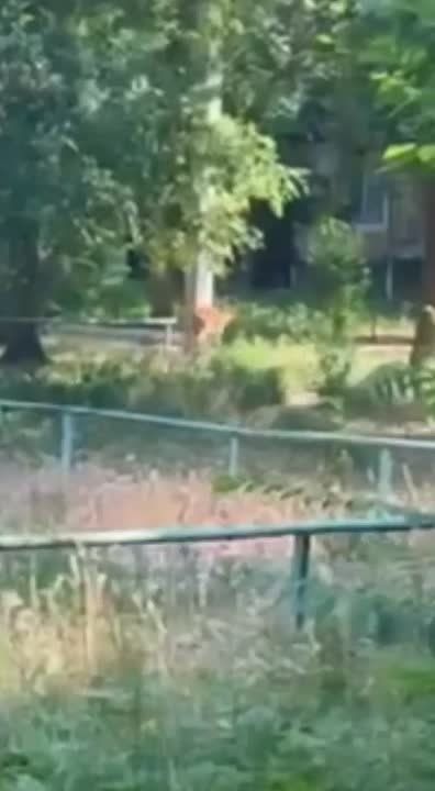 Раненую косулю поймали милиционеры на Ленинском в Бендерах и отвезли в ветклинику, там ей оказали помощь