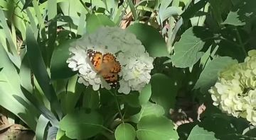5 ���� ��������� ���������� ����������, ��� �������