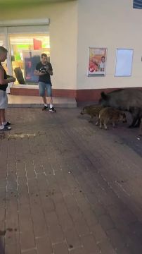 Очень странную породу голубей заметили в Польше