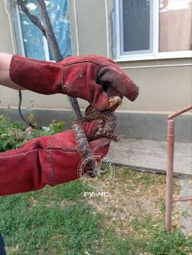 Разноцветная, пятнистая змея заползла к людям в дом