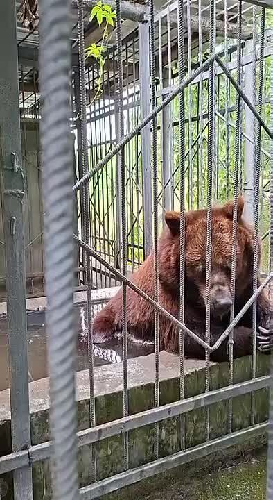 У медведицы Маши из Дубоссарского зоопарка ол инклюзив: завтрак – каша с мясом, душ и личный бассейн