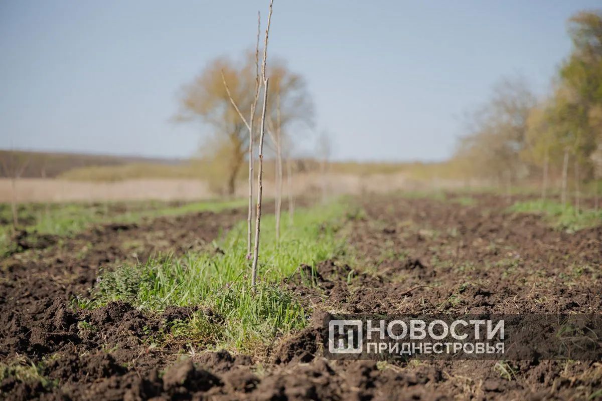 Больше 170 тысяч деревьев за полгода высадили в Приднестровье