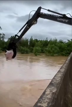 Жители Китая спасали свиней из затопленного зоопарка с помощью экскаватора, — СМИ