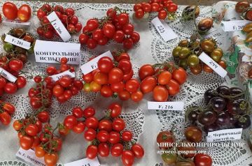Приднестровский НИИ сельского хозяйства: работа над созданием томата «черри» биколор и «на один укус» с высокими вкусовыми качествами