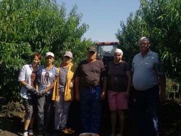 В Рыбницком районе идёт сбор персика